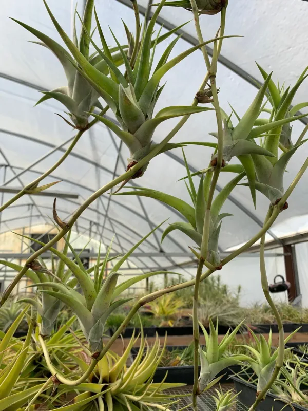 Tillandsia flexuosa