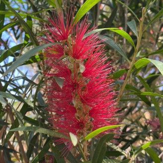 Callistemon 'King Park', Spazzacamino rosso - vaso Ø24 cm