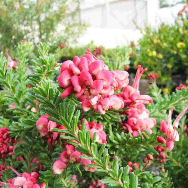 Grevillea lanigera &#39;Mt. Tamboritha&#39; - vaso Ø18 cm