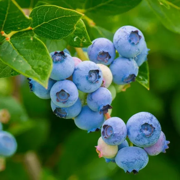 Mirtillo Americano Gigante, Vaccinium corymbosum &#39;Legacy&#39; - vaso Ø15 cm