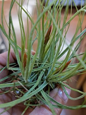 Tillandsia schiedeana Tillandsia schiedeana