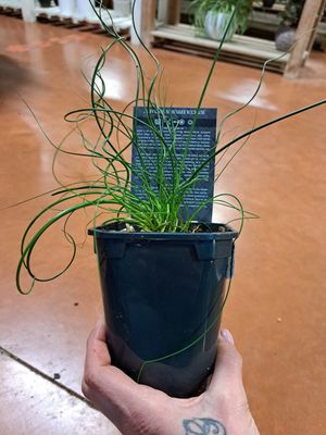 Juncus Effusus Spiralis, Giunco capelluto - vaso Ø12 cm