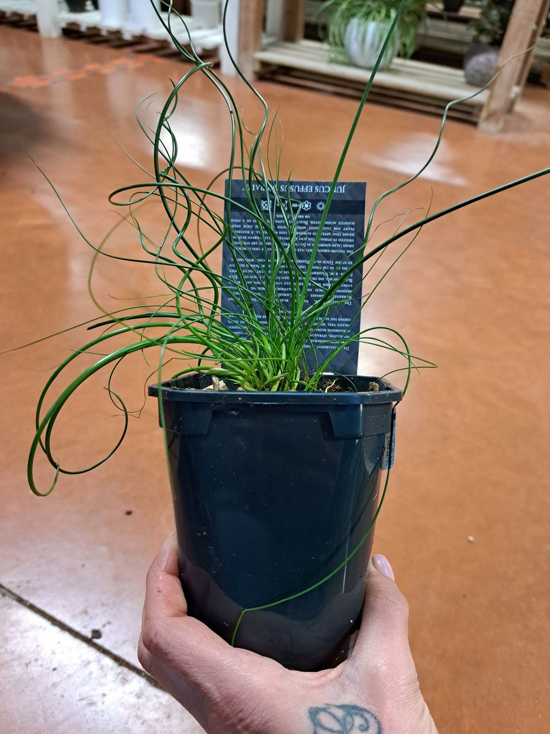 Juncus Effusus Spiralis, Giunco capelluto - vaso Ø12 cm