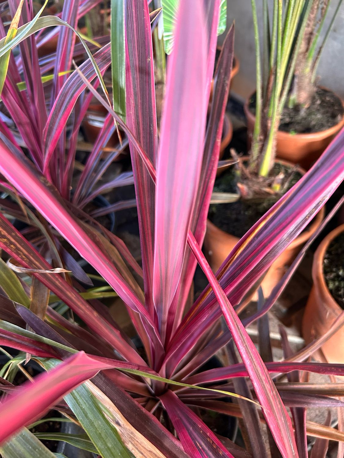 Cordyline australis &#39; Southern Splendour &#39;- Dracena della Nuova Zelanda  - Cordilina - vaso Ø19 cm