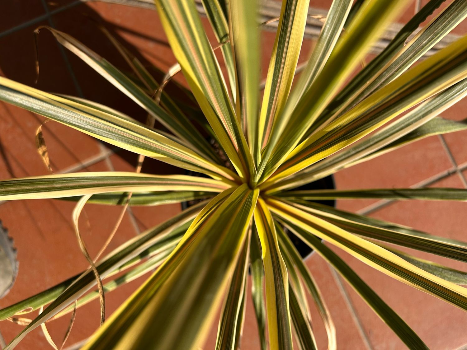 Cordyline australis &#39; Torbay Dazzler &#39; - Cordiline australe variegata  - Cordilina - vaso Ø19 cm