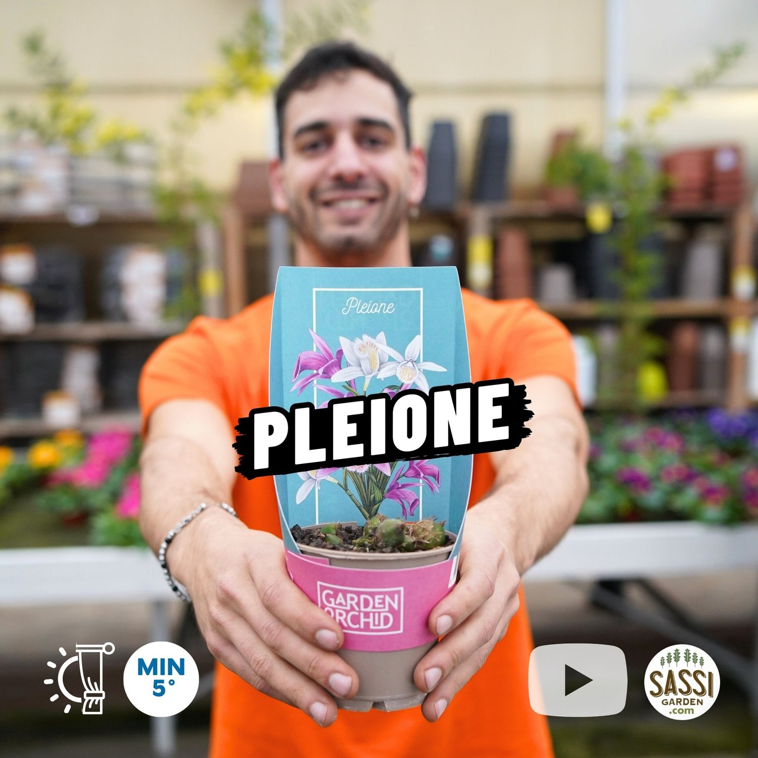 Pleione, Orchidea da esterno - vaso Ø12 cm Pleione, Orchidea da esterno - vaso Ø12 cm