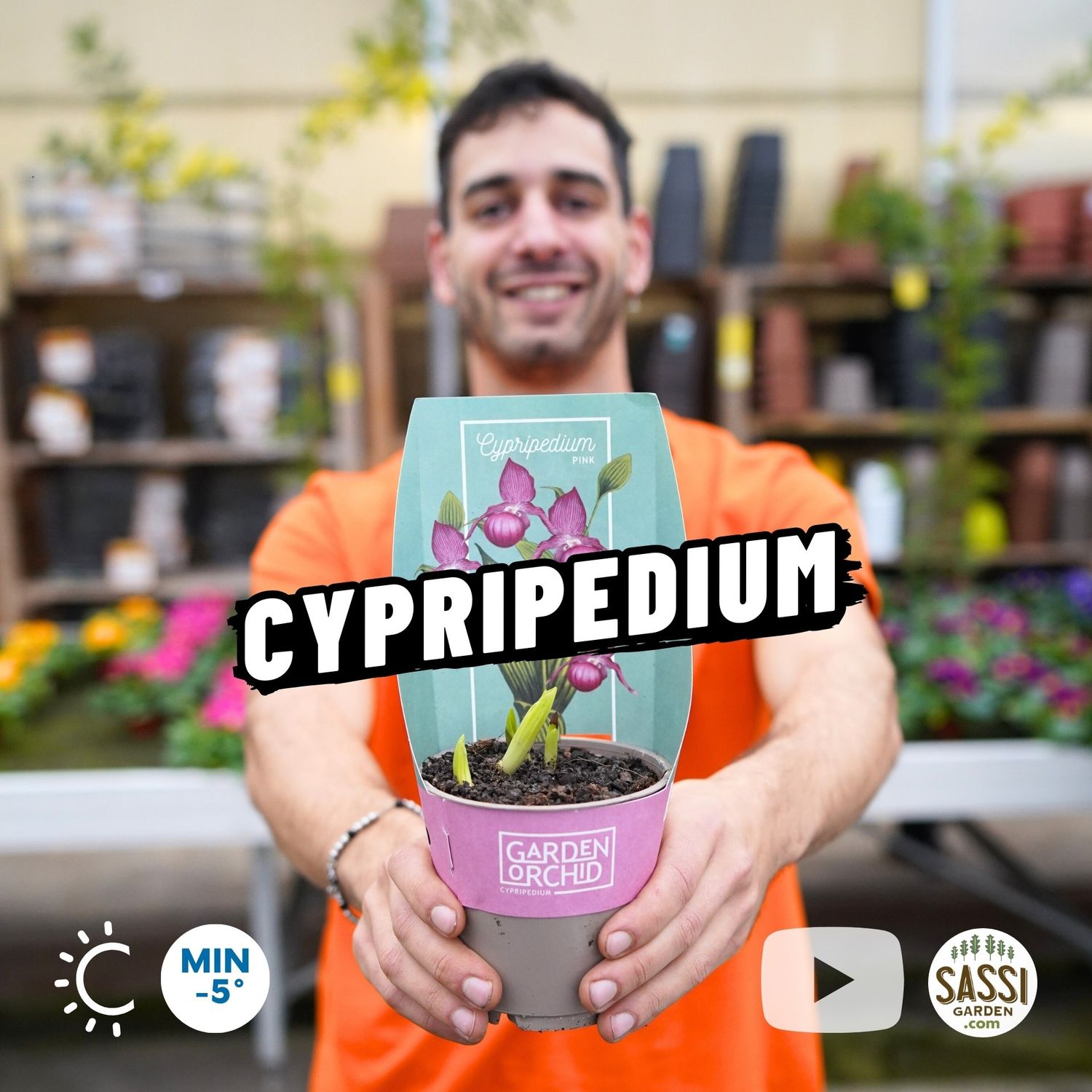 Cypripedium Bianco, Cipripedio, Orchidea da esterno - vaso Ø13 cm