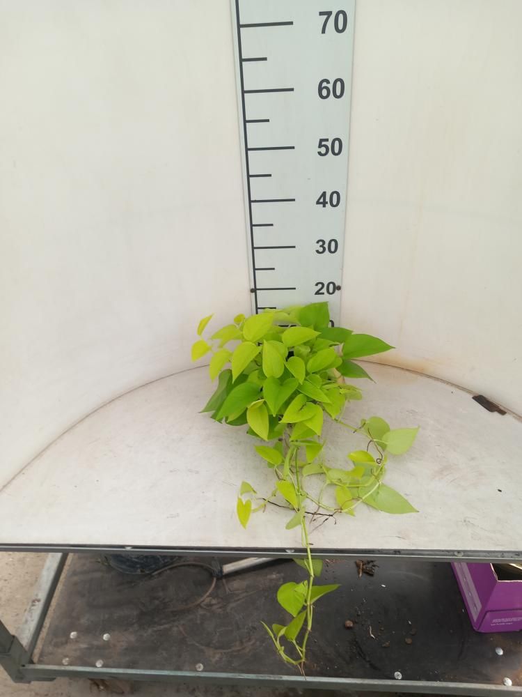 Scindapsus aureus &#39;Neon&#39; - Pothos Neon - Citola 17
