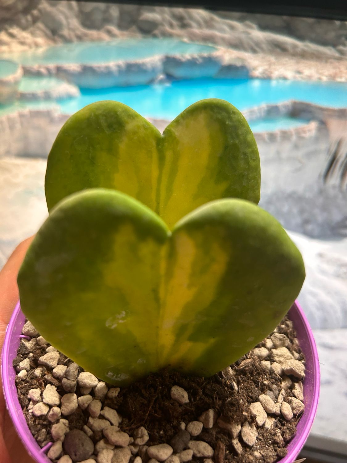 Hoya Kerrii Reverse e Hoya Kerrii, Pianta del Cuore 2 foglie - vaso Ø10 cm