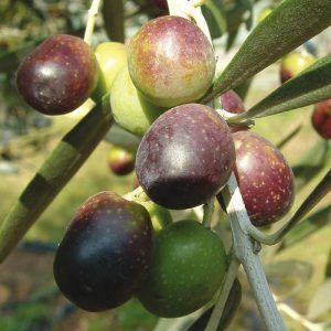 Ulivo Moraiolo, Olivo, Olea Europaea var. Moraiolo - vaso 15x15 cm
