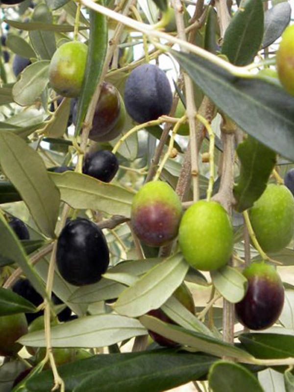 Ulivo Olivo Frantoio, Olea europaea var. Frantoio - vaso Ø22 cm