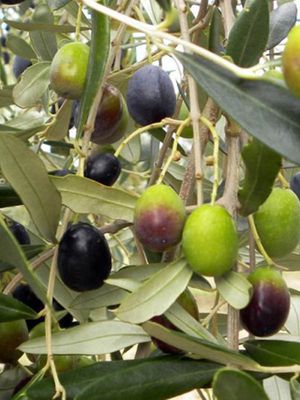 Ulivo Olivo Frantoio, Olea europaea var. Frantoio - vaso Ø22 cm