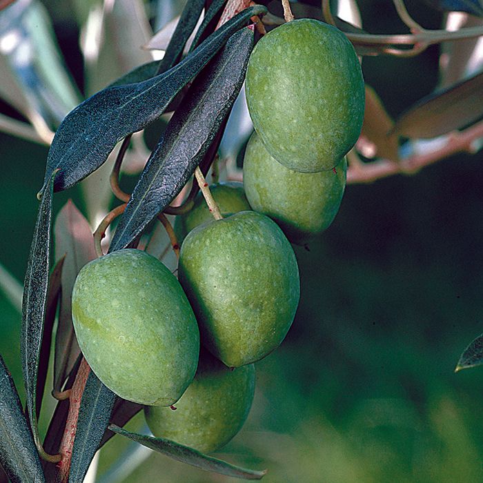 Ulivo Pendolino -Olivo- Olea europaea var. Pendolino  vaso 22