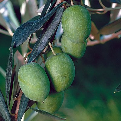 Ulivo Pendolino -Olivo- Olea europaea var. Pendolino  vaso 15x15