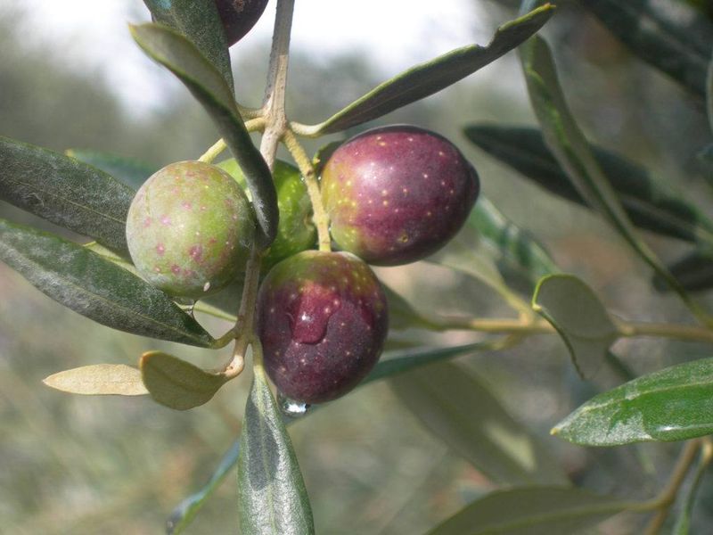 Ulivo Itrana, Olivo, Olea Europaea var. Itrana - Oliva di Gaeta - vaso 15x15 cm