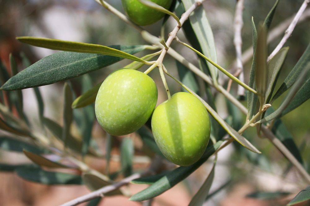 Ulivo Ascolana , Olivo, Olea Europaea var. Ascolana - vaso 15x15 cm