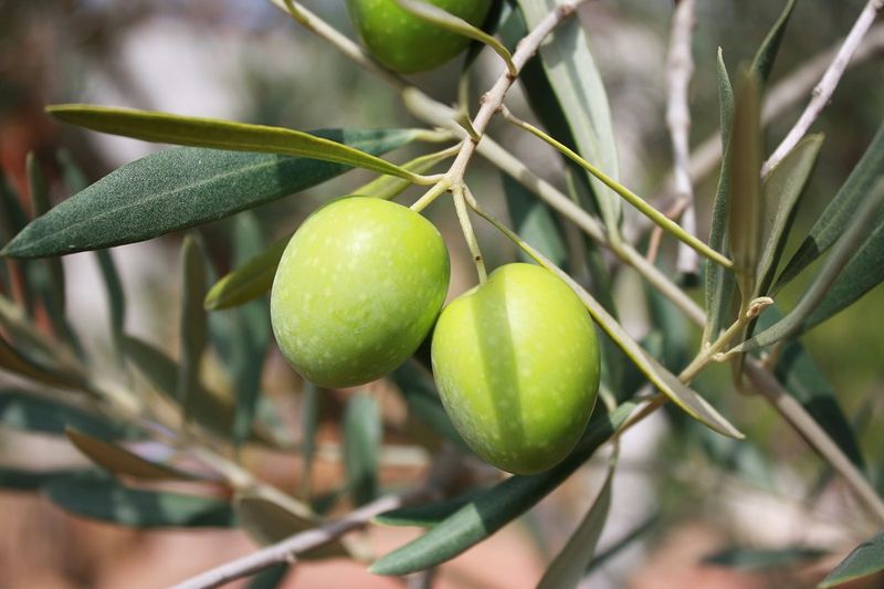 Ulivo Ascolana , Olivo, Olea Europaea var. Ascolana - vaso 15x15 cm