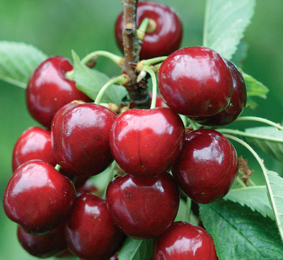 Ciliegio Ciliegia Bella di Pistoia , Prunus avium - vaso Ø24 cm