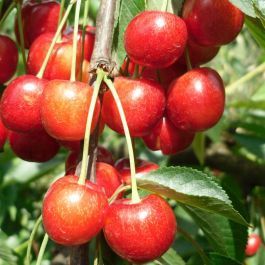 Ciliegio Graffione Emiliana, Ciliegia Graffione, Prunus avium - vaso Ø24 cm