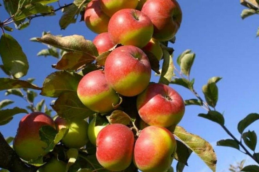 Melo Rosa di Roma - Mela Romana - Mela Rosa Antica - Malus domestica - vaso 24
