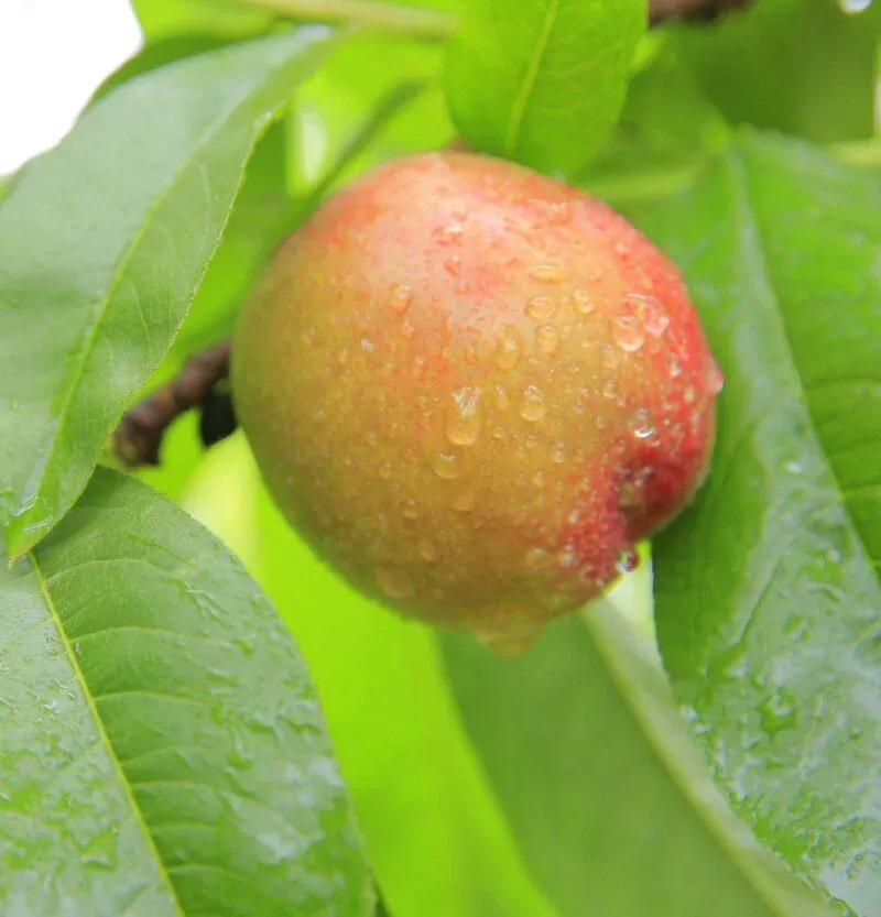 Pesco noce Maria Aurelia Pesca noce, Nettarina, Prunus persica - vaso Ø25 cm