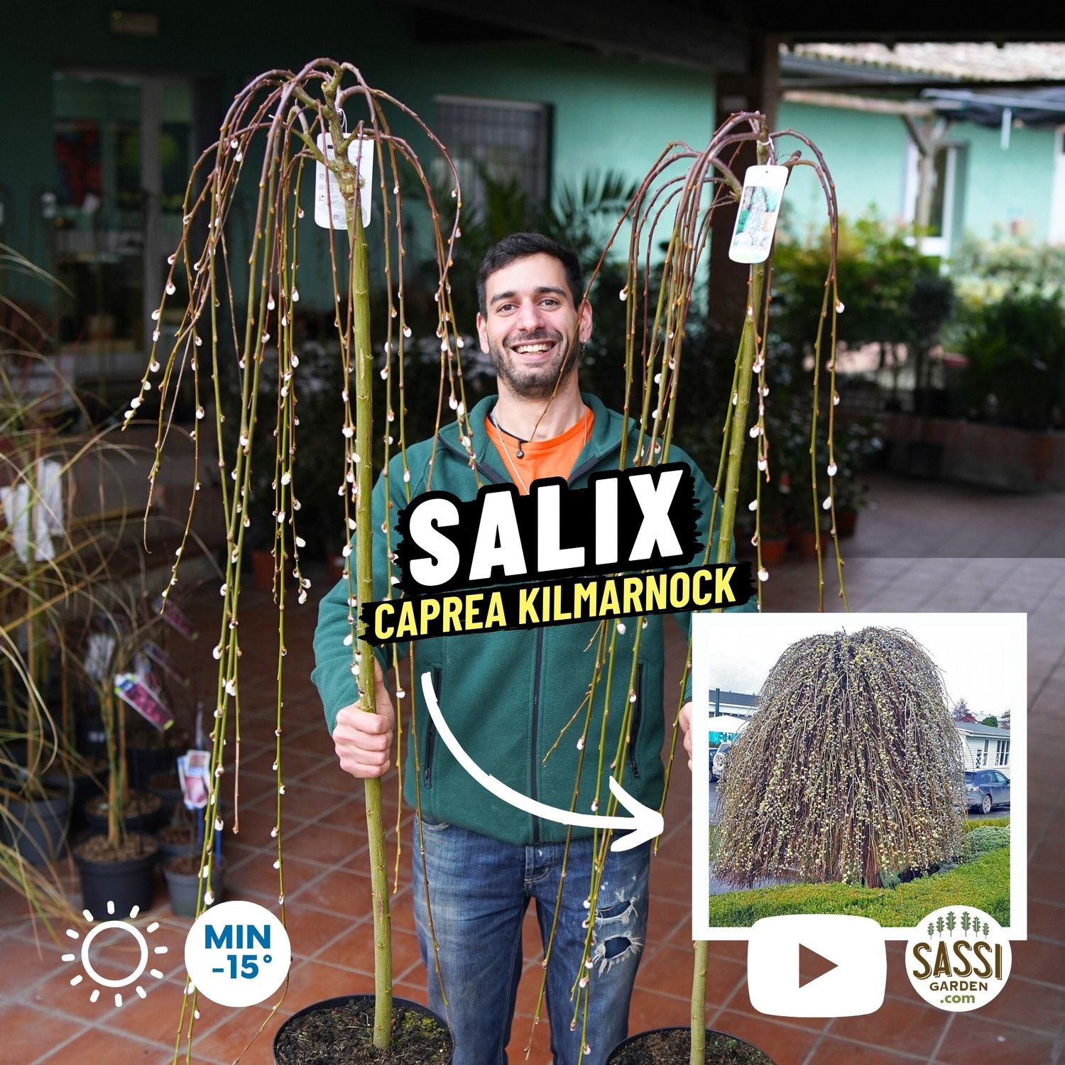 Salix caprea &#39;Kilmarnock&#39;, Salice Pendula - vaso Ø23 cm, h 140 cm