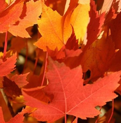 Acero, Acer × freemanii &#39;Armstrong&#39; - vaso 3 litri, h 70-80 cm