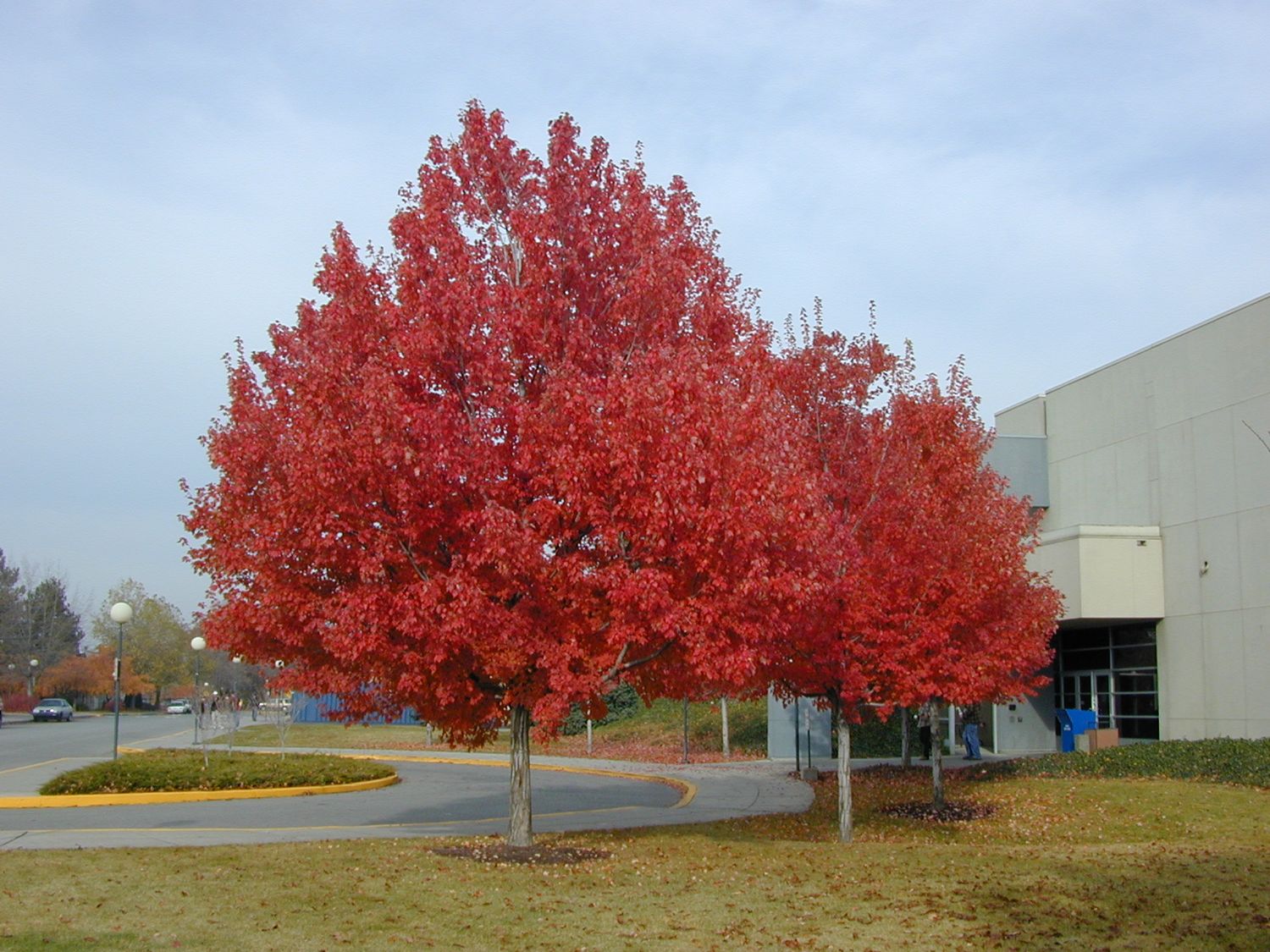 Acero Rosso,  Acer rubrum &#39;Summer Red&#39; - vaso Ø18 cm, h 150-170 cm