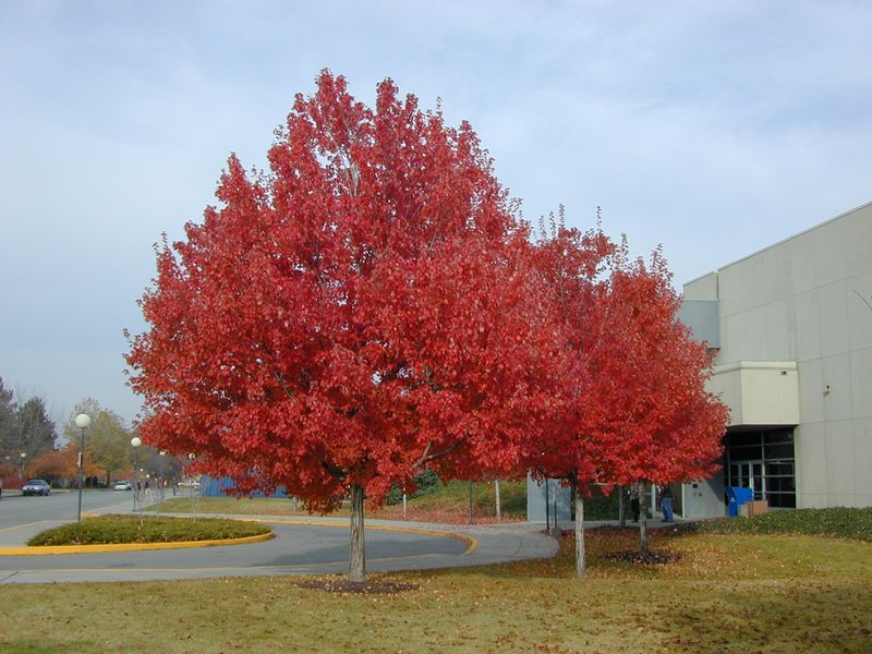 Acero Rosso,  Acer rubrum &#39;Summer Red&#39; - vaso Ø18 cm, h 150-170 cm