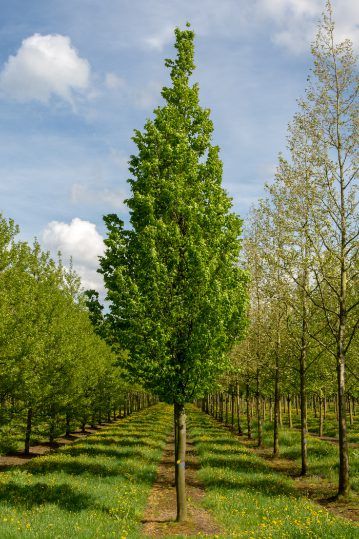 Carpinus betulus &#39; Frans Fontaine &#39;, Carpino piramidale  - VP. 16 cm, h 125/150 cm fuori vaso