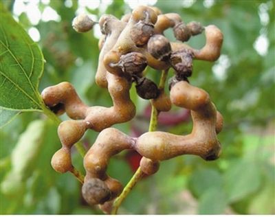 Hovenia dulcis - Albero dell&#39;uva passa -  Albero del miele - Uva passa giapponese - vaso 16 cm h 100-125