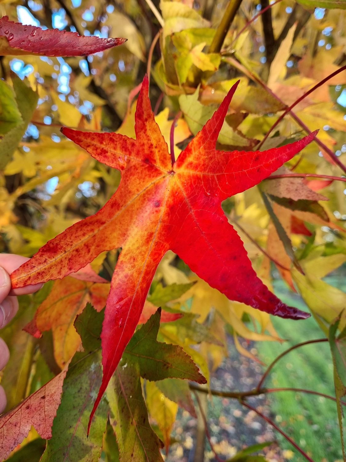 Liquidambar styraciflua &#39; Stared &#39;  Storace americano - vaso Ø16 cm