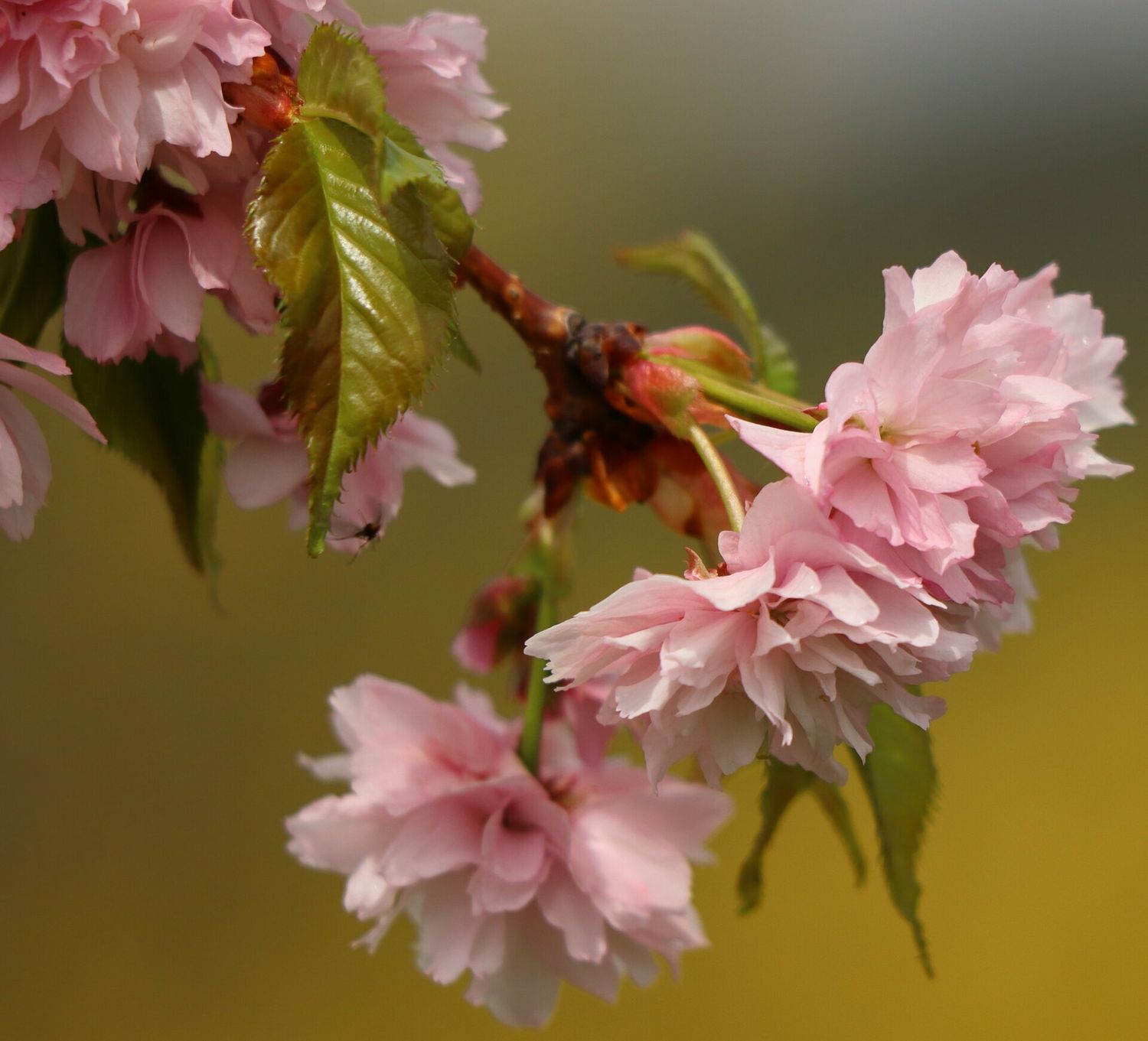Prunus serrulata &#39;Kiku Shidare Zakura&#39;, Ciliegio giapponese piangente - vaso Ø24 cm, h 180-200 cm, circ. tronco 6-8 cm