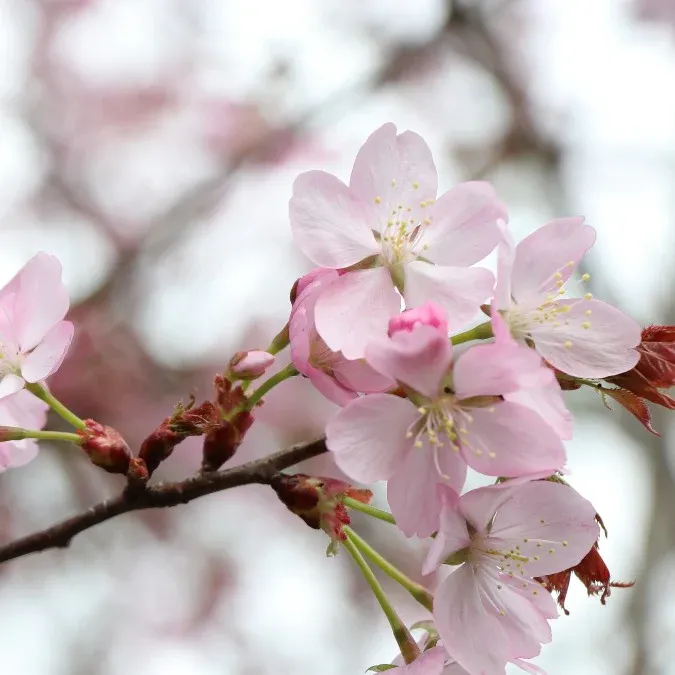 Prunus sargentii &#39;Charles Sargent&#39;  - Ciliegio di Sargent  - vaso Ø18 cm, h 40-60  forma a cespuglio