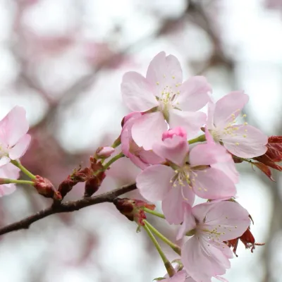 Prunus sargentii &#39;Charles Sargent&#39;  - Ciliegio di Sargent  - vaso Ø18 cm, h 40-60  forma a cespuglio