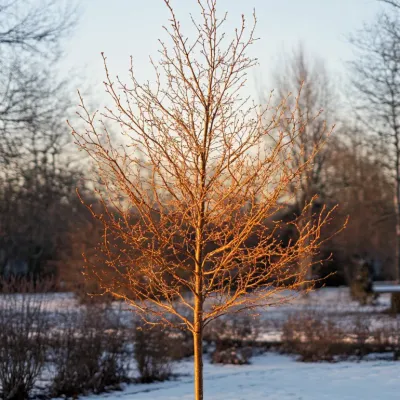 Tilia cordata ' Winter Orange '  - Tiglio Winter Orange - vaso Ø 20 cm H 200cm
