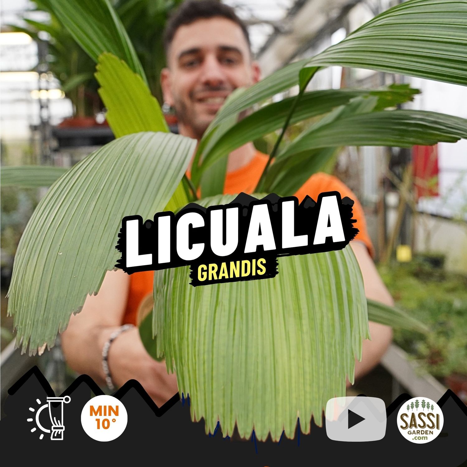 Licuala Grandis, Palma a ventaglio - vaso Ø12 cm
