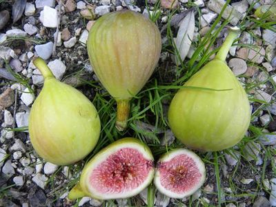 Ficus carica ‘ Verdino ’ - Ficus carica ‘Verdino’ - vaso Ø26 cm