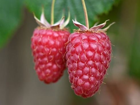 Lampone ‘Glen Ample’, Rubus idaeus ‘Glen Ample’, Lampone estivo senza spine - vaso 12x12 cm 2