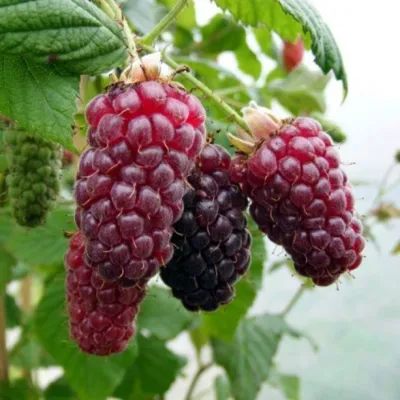 Tayberry  (incrocio fra lampone e mora), Rubus fruticosus x idaeus &#39;Tayberry&#39; - VP.12 alto