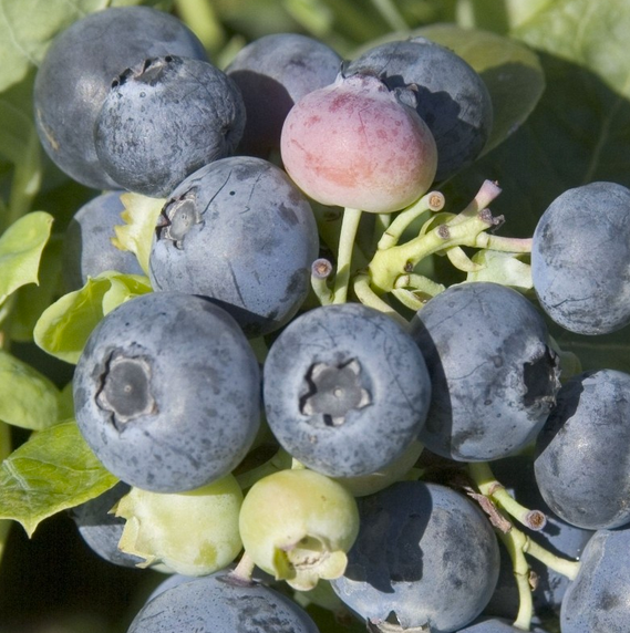 Mirtillo Americano Gigante Precoce Spartan, Vaccinium corymbosum Spartan - VP. 12 cm alto