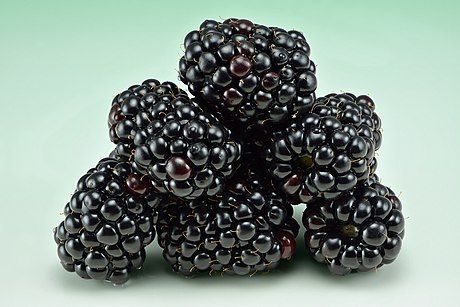 Rubus fruticosus ‘ Čačanska Diksna ’ , Mora serba - Mora Cacanska Bestrna - vaso Ø13 cm