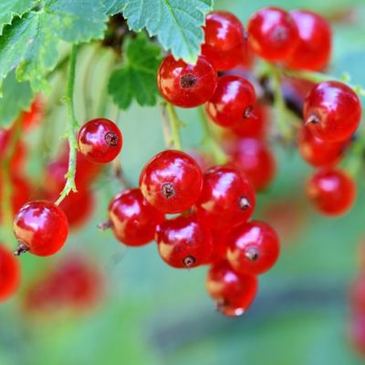 Ribes Rosso, Ribes rubrum ‘' Jonkheer ' - vaso 2 litri Ribes Rosso, Ribes rubrum ‘' Jonkheer ' - vaso 2 litri