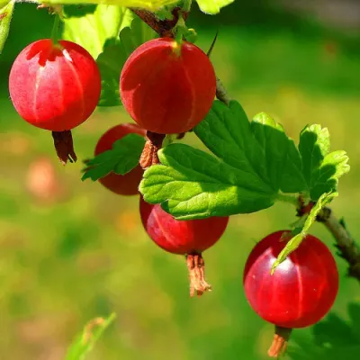 Uva spina rossa ‘Hinnomaki’ - Uva spina finlandese - Ribes uva-crispa ‘Hinnomaki Red’ , vaso 12