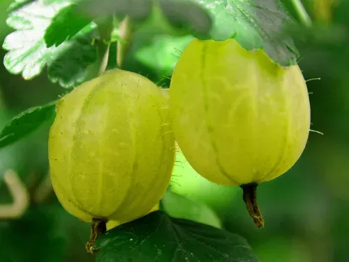 Uva spina bianca ‘Invicta’, Uva spina inglese, Ribes uva-crispa ‘Invicta’ -vaso Ø12 cm