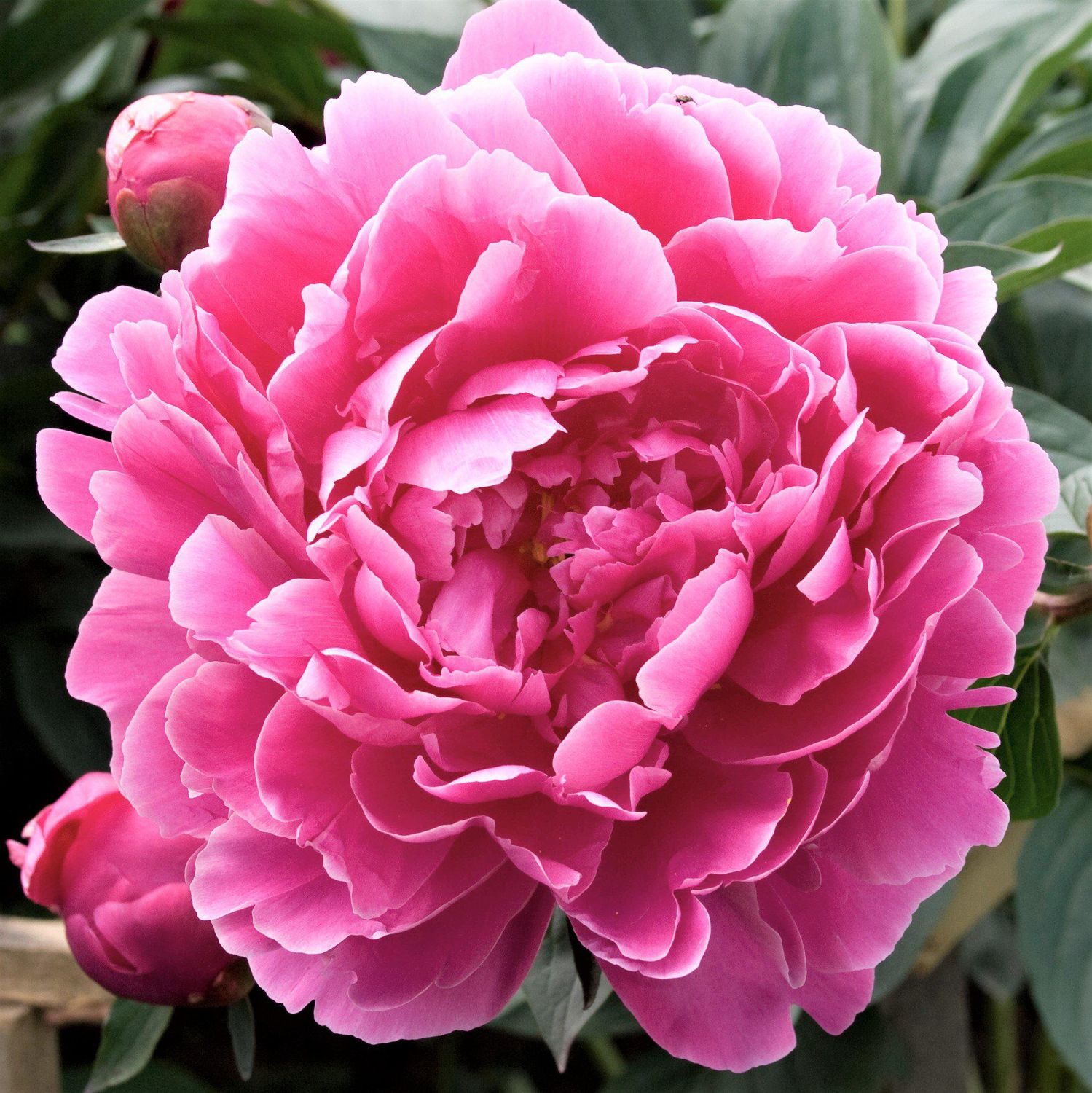 Peonia Erbacea, Paeonia lactiflora &#39; Alexander Fleming &#39;- vaso 13 cm quadrato
