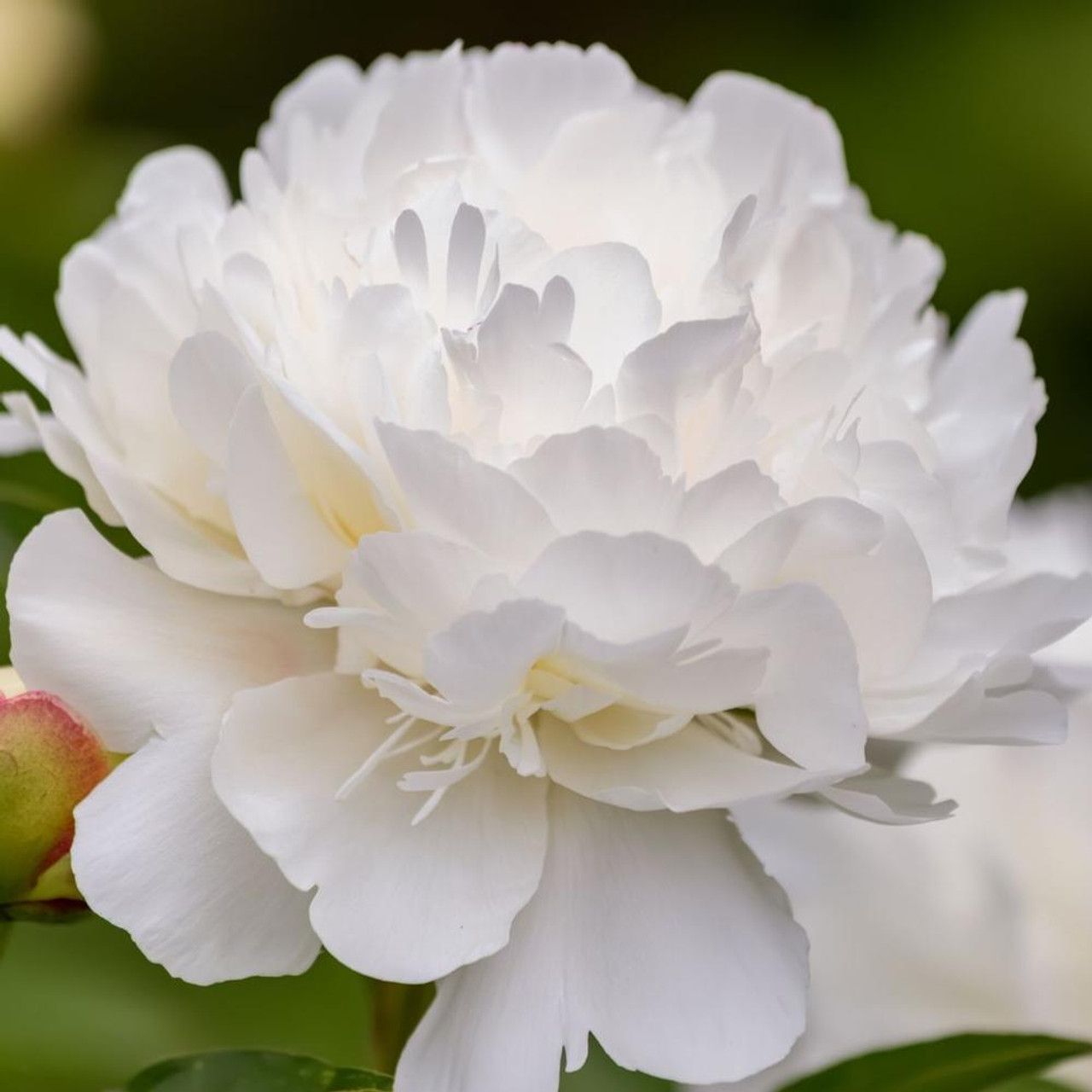 Peonia Erbacea, Paeonia lactiflora &#39; Duchesse de Nemours &#39; - vaso 13 cm quadrato