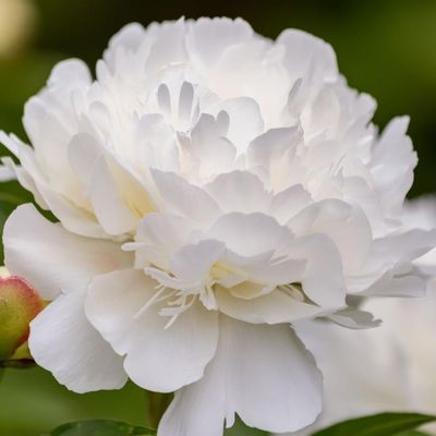 Peonia Erbacea, Paeonia lactiflora &#39; Duchesse de Nemours &#39; - vaso 13 cm quadrato