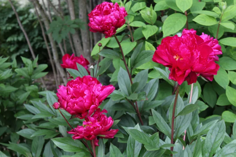 Peonia Erbacea, Paeonia lactiflora 'Karl Rosenfield' - vaso 17 cm quadrato