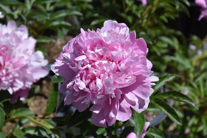 Peonia Erbacea, Paeonia lactiflora ' Monsieur Jules Elie ' - vaso 13 cm quadrato